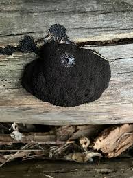 Attēlu rezultāti vaicājumam “Amaurochaete atra young”