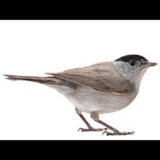 Attēlu rezultāti vaicājumam “Sylvia atricapilla male”