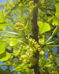 Attēlu rezultāti vaicājumam “Ginkgo biloba female flower”