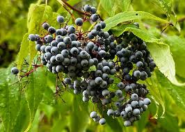 Attēlu rezultāti vaicājumam “Sambucus nigra fruit”
