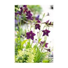 Image result for Nicotiana x sanderae `Perfume`F1