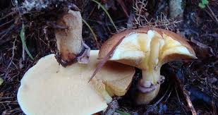 Attēlu rezultāti vaicājumam “Suillus luteus”