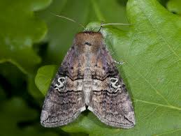 Attēlu rezultāti vaicājumam “Tethea or”