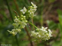 Attēlu rezultāti vaicājumam “Galium schultesii flower”