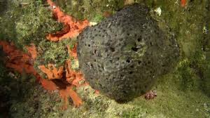 Attēlu rezultāti vaicājumam “Spongia”