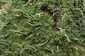 Attēlu rezultāti vaicājumam “Cladonia coniocraea”