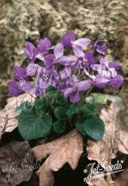 Image result for Viola odorata