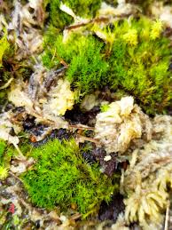 Attēlu rezultāti vaicājumam “Dicranella crispa”