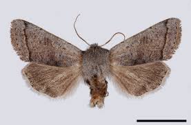 Attēlu rezultāti vaicājumam “Orthosia opima”