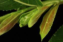 Attēlu rezultāti vaicājumam “Salix daphnoides leaf”