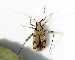 Attēlu rezultāti vaicājumam “Phytocoris tiliae imago”