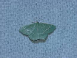 Attēlu rezultāti vaicājumam “Chlorissa viridata”