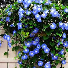 Image result for Ipomoea Heavenly Blue