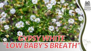 Attēlu rezultāti vaicājumam “Gypsophila muralis flower”