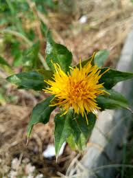 Image result for Carthamus tinctorius