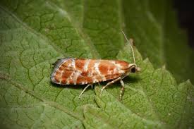 Attēlu rezultāti vaicājumam “Rhyacionia pinicolana”