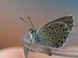 Attēlu rezultāti vaicājumam “Phengaris arion upperside”