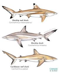 Image result for Carcharhinus melanopterus