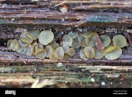 Attēlu rezultāti vaicājumam “Ascobolus furfuraceus”