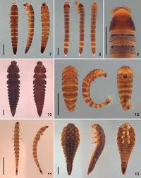 Attēlu rezultāti vaicājumam “Elateridae larva”