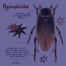 Attēlu rezultāti vaicājumam “Hydrophilidae”