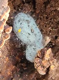 Attēlu rezultāti vaicājumam “Byssocorticium atrovirens”