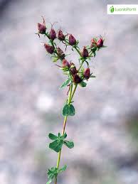 Attēlu rezultāti vaicājumam “Hypericum perforatum bud”