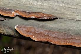 Attēlu rezultāti vaicājumam “Gloeophyllum trabeum”