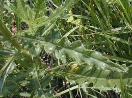 Attēlu rezultāti vaicājumam “Cirsium arvense leaf”