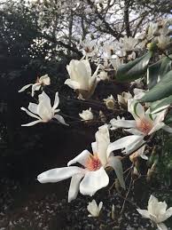 Attēlu rezultāti vaicājumam “Magnolia cylindrica”