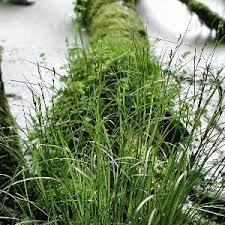 Attēlu rezultāti vaicājumam “Carex remota”