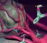 AVASTIN improves survival in advanced breast cancer - Onco Chat