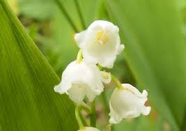 Attēlu rezultāti vaicājumam “Convallaria majalis”