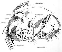 Attēlu rezultāti vaicājumam “Copepoda”