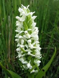 Attēlu rezultāti vaicājumam “Dactylorhiza ochroleuca”