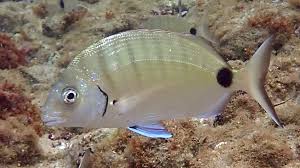 Image result for Diplodus sargus