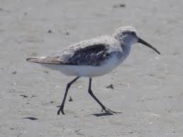 Attēlu rezultāti vaicājumam “Calidris ferruginea adult”
