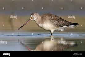 Image result for Limosa haemastica
