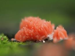 Attēlu rezultāti vaicājumam “Tubifera ferruginosa (subsp. ferruginosa)”