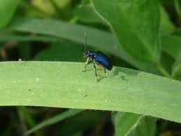 Attēlu rezultāti vaicājumam “Altica sp.”