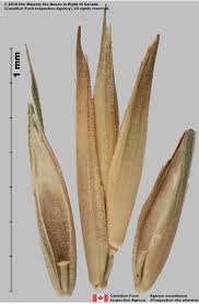 Attēlu rezultāti vaicājumam “Dactylis glomerata subsp. glomerata”