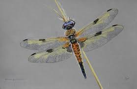 Attēlu rezultāti vaicājumam “Libellula quadrimaculata”