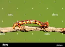 Attēlu rezultāti vaicājumam “Erannis defoliaria larva”