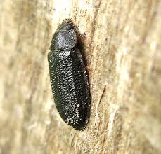 Attēlu rezultāti vaicājumam “Grynocharis oblonga”