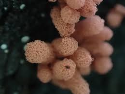 Attēlu rezultāti vaicājumam “Arcyria minuta”