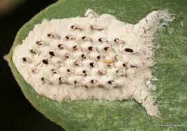 Attēlu rezultāti vaicājumam “Trichoptera egg mass”