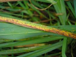 Attēlu rezultāti vaicājumam “Uromyces dactylidis”