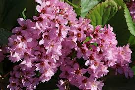 Image result for Bergenie