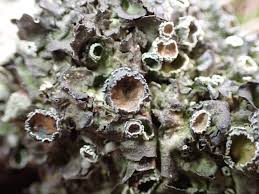 Attēlu rezultāti vaicājumam “Pleurosticta acetabulum”