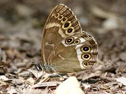 Attēlu rezultāti vaicājumam “Lopinga achine upperside”